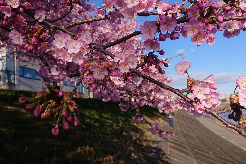 2月27日（木）葵桜の開花情報をお知らせします！