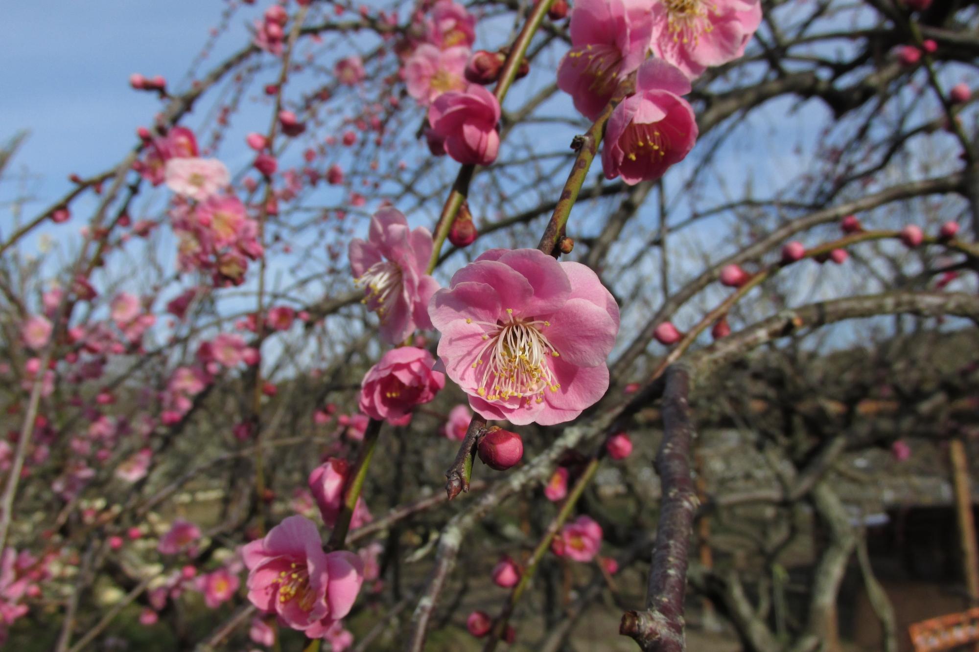 3月4日　梅の花状況です。