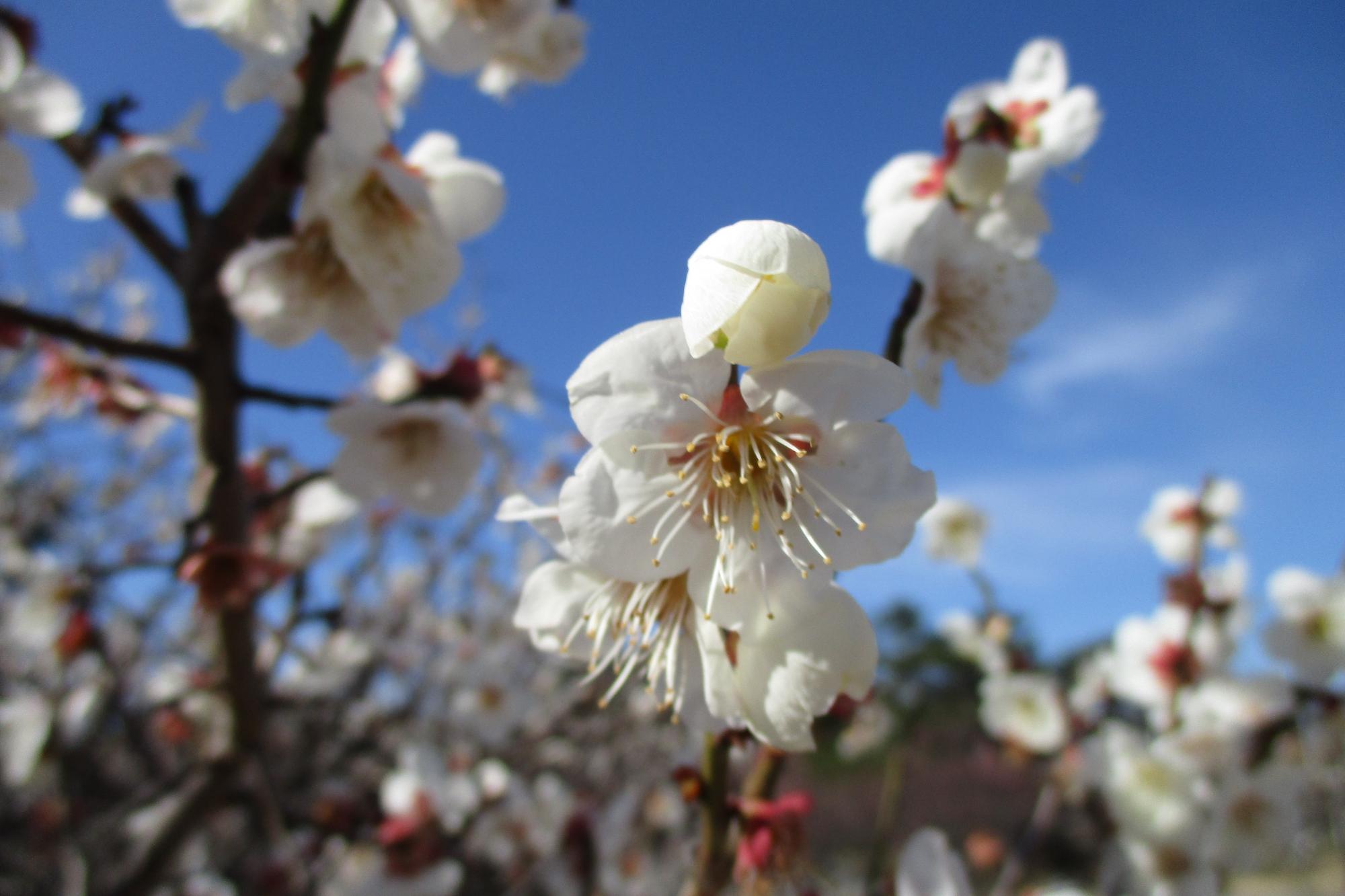 2020年2月28日現在の葵梅林の開花状況はこちらです！