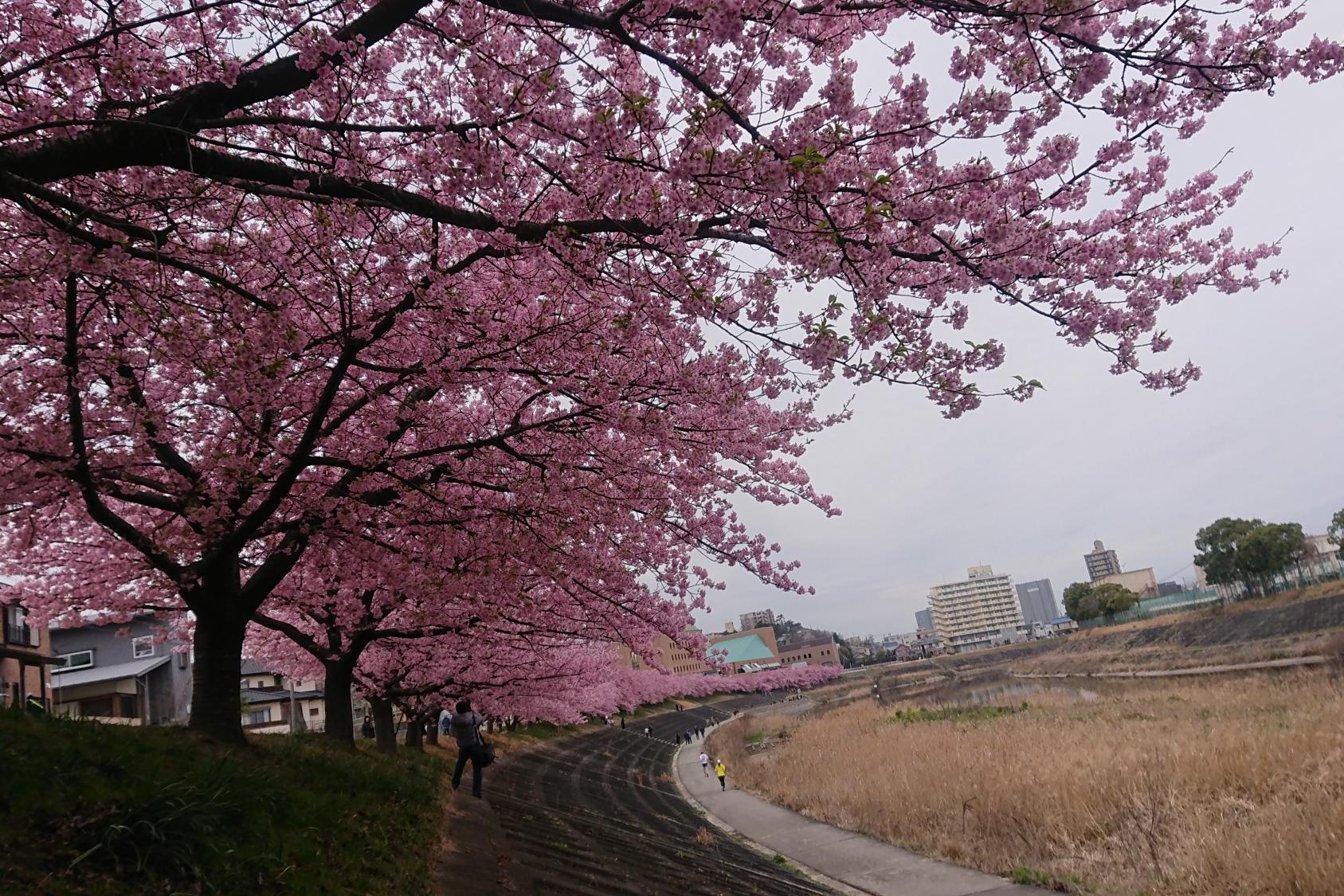2月29日（土）葵桜の開花情報をお知らせします！
