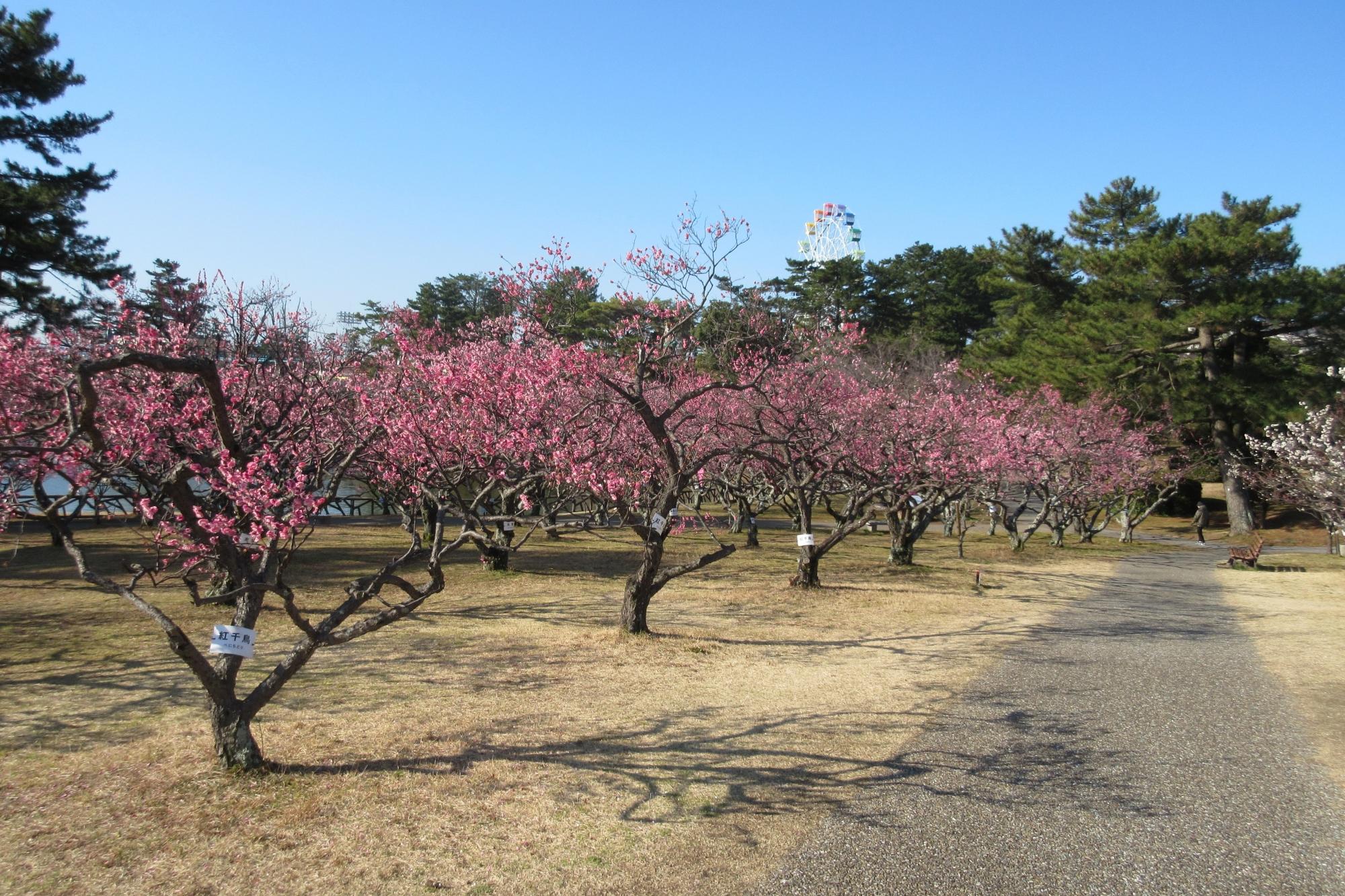 3月4日現在の葵梅林の様子を掲載しました！