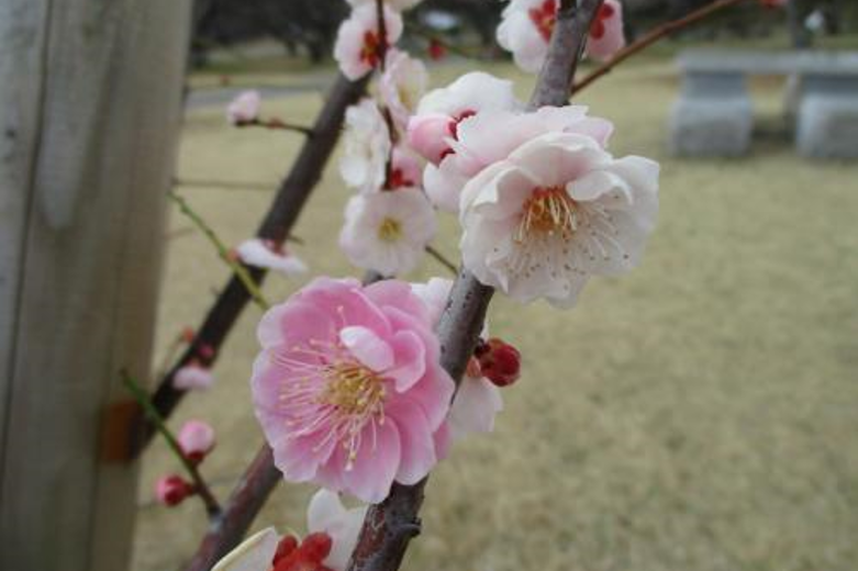 3月8日まで葵梅林臨時駐車場を開放します！