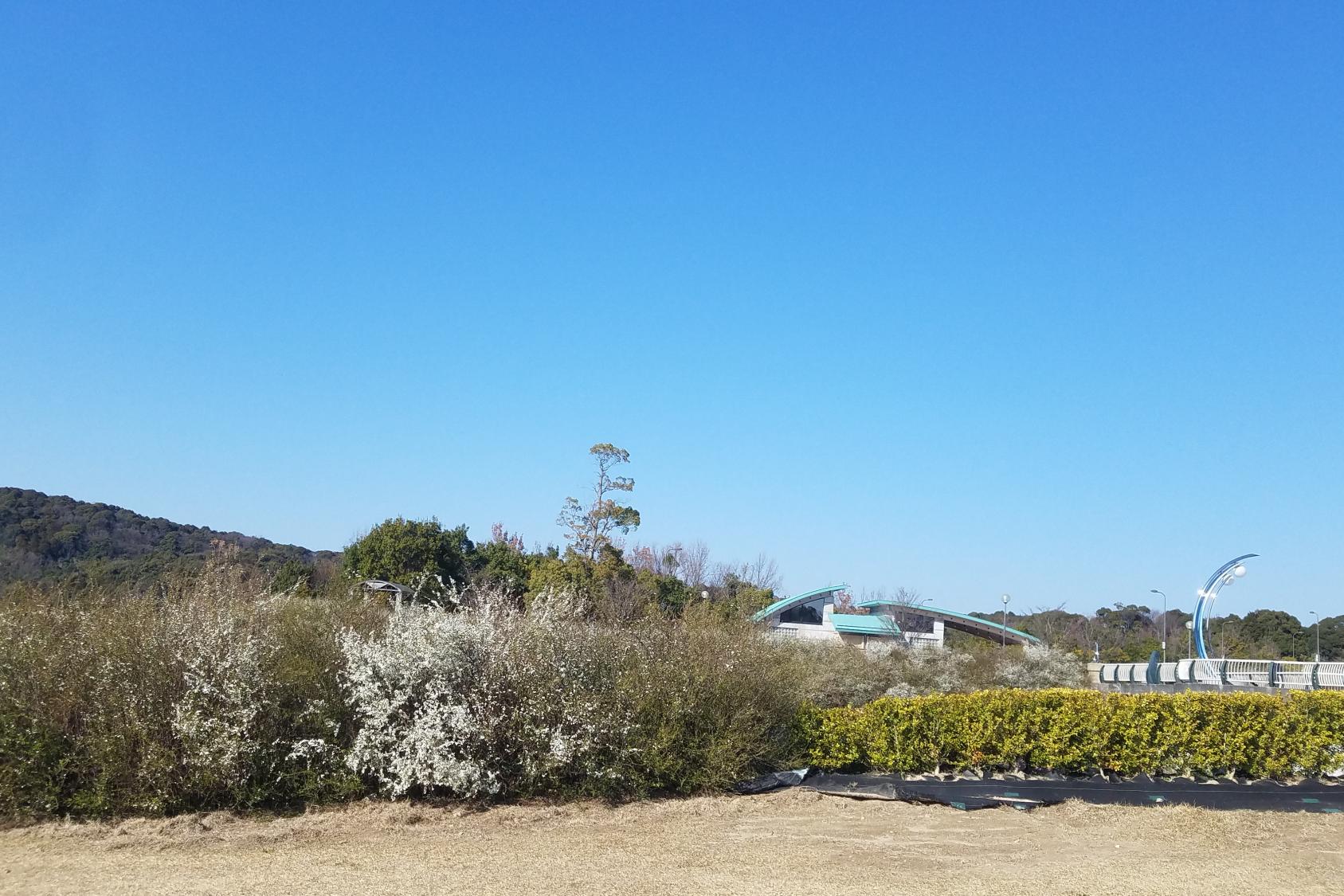 2020年3月12日（木）雪柳の開花状況