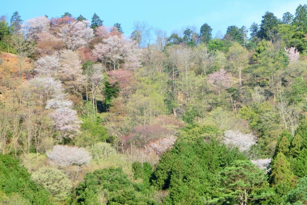 おおだの森の花見会を中止します。