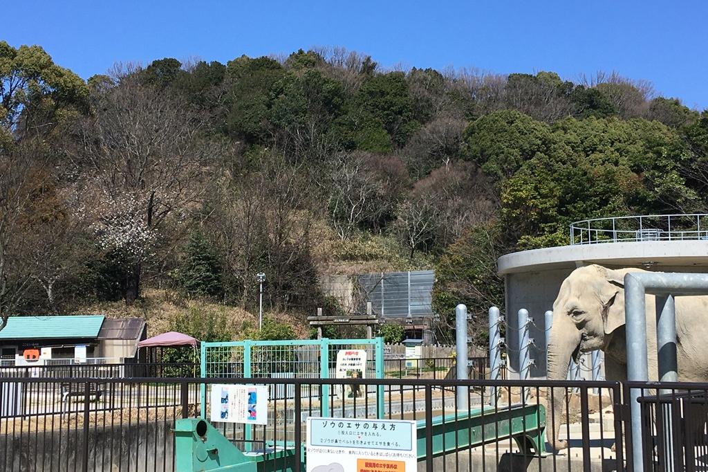 ゾウのふじ子の近くで今年も桜が咲き始めました！【東公園動物園】