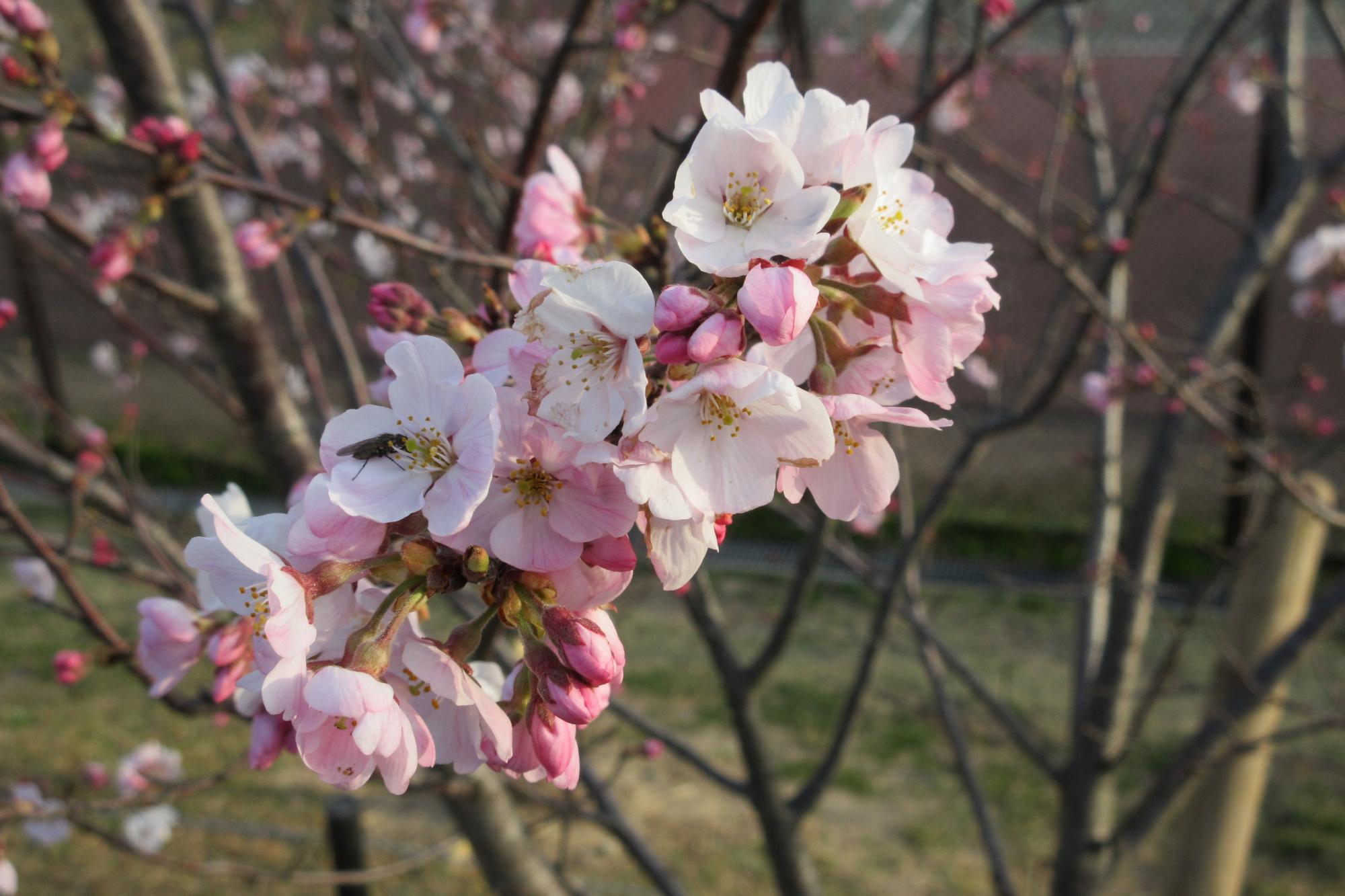 2020年3月26日現在の桜の開花状況はこちらです！