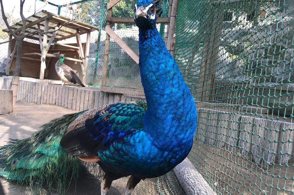 クジャクのオスが羽を広げ始めました！【東公園動物園】