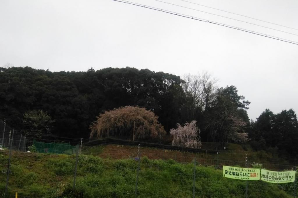 3月29日（日）奥山田しだれ桜の開花情報をお知らせします！