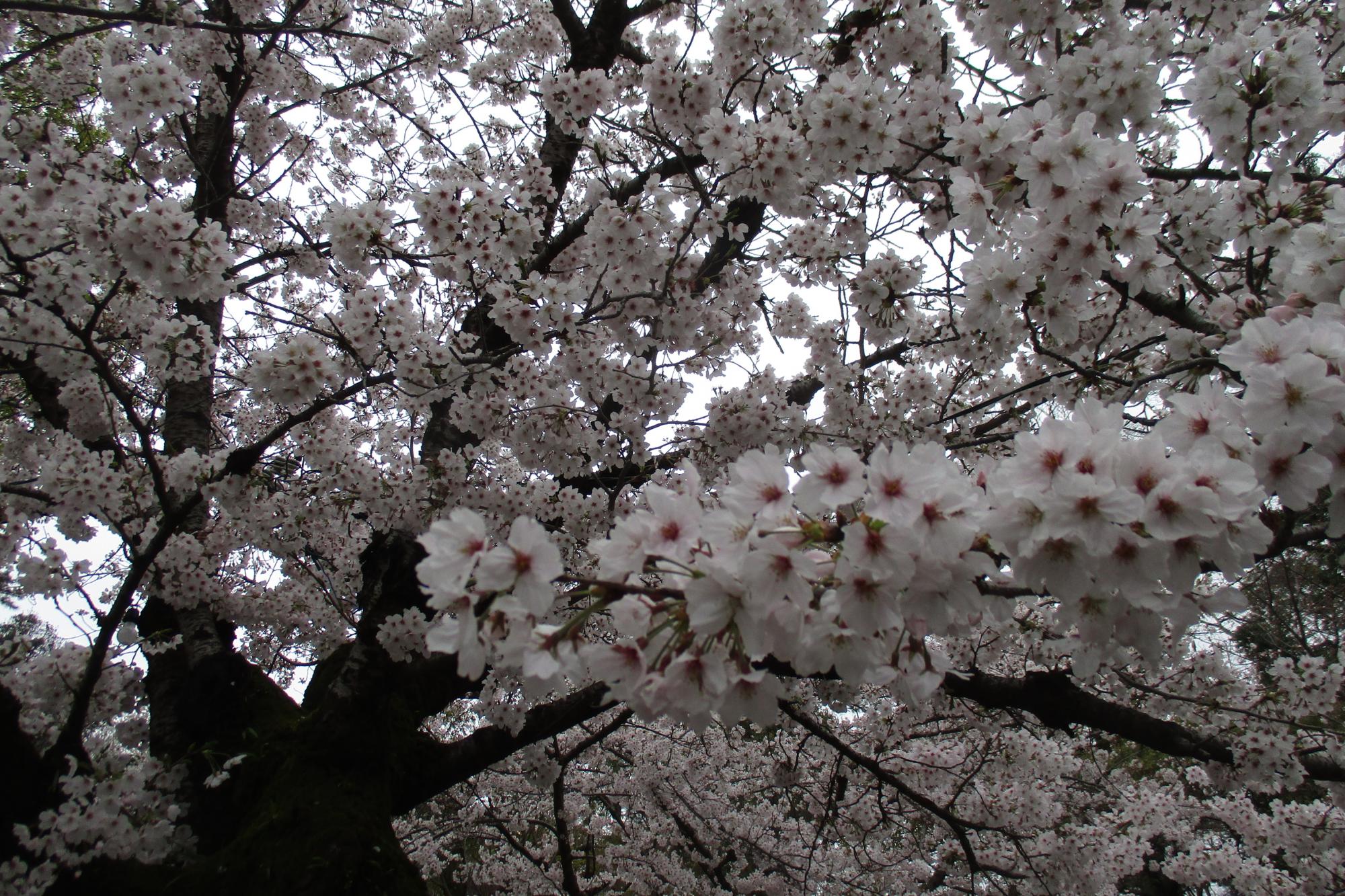 2020年3月30日（月）桜の開花状況を公開しました！