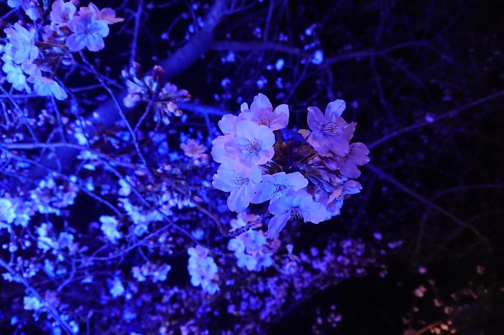 岡崎の夜桜（動画）をお届けします！
