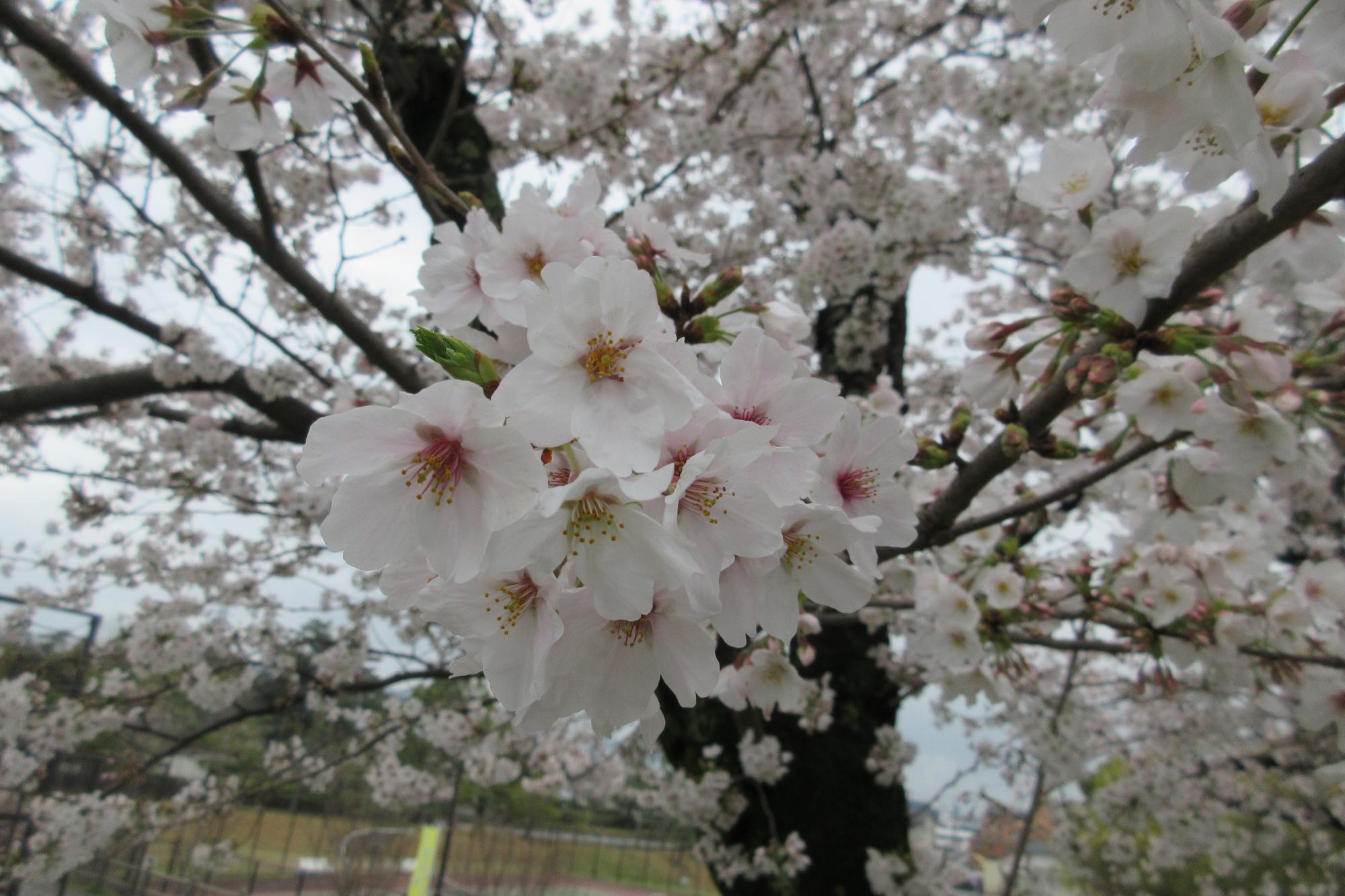 2020年3月31日現在の桜の開花状況はこちらです！