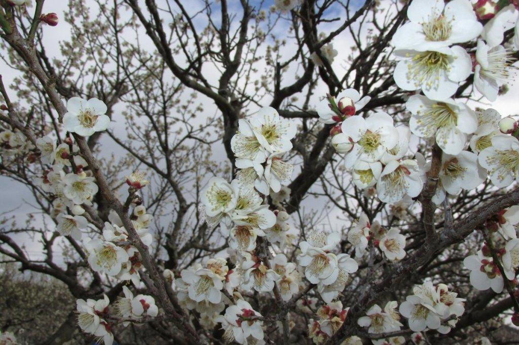 3月７日　梅の花情報！（7~8分咲となりました！）