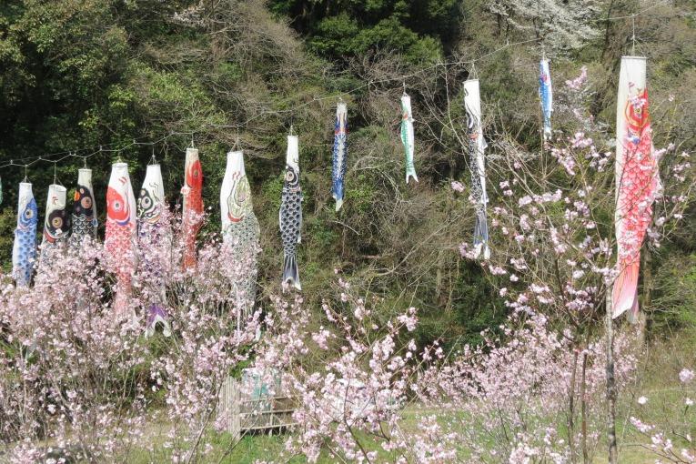 里山に鯉のぼりを揚げました