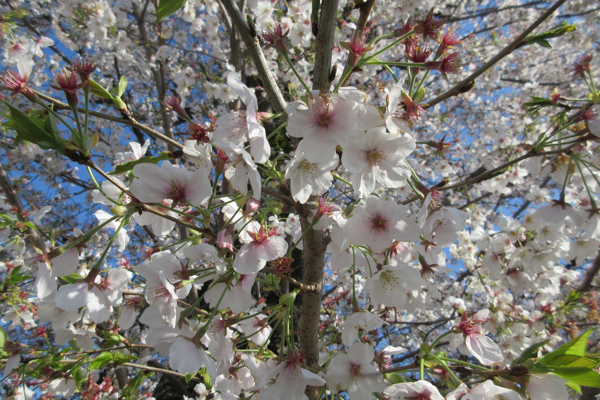 2020年4月6日現在の桜の開花状況はこちらです！