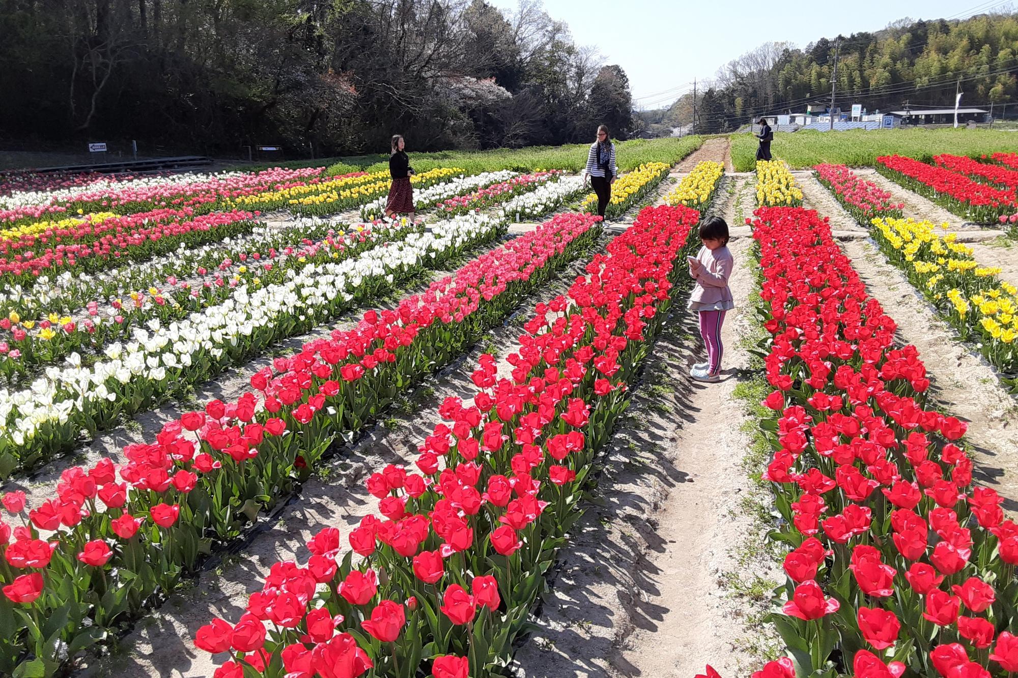 岡崎自慢のチューリップ畑を写真だけでもお楽しみください！