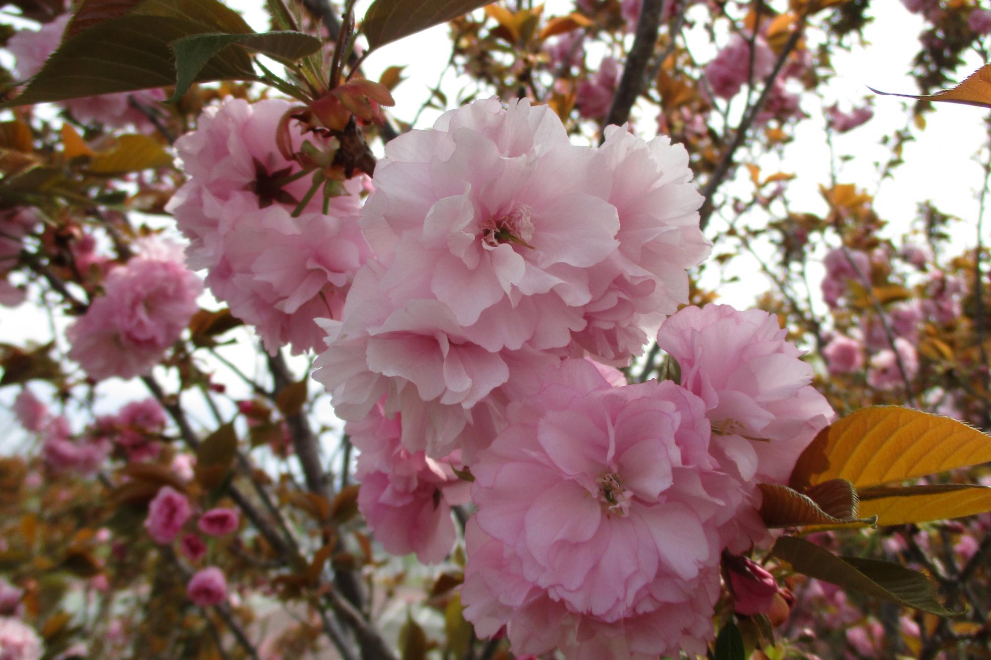 2020年４月17日現在の桜の開花状況はこちらです！