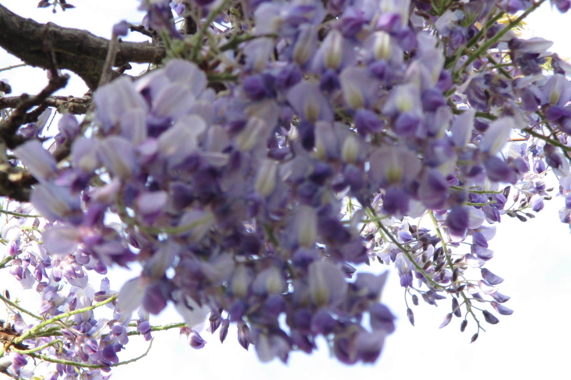 2020年南公園の藤の開花状況はこちらです！