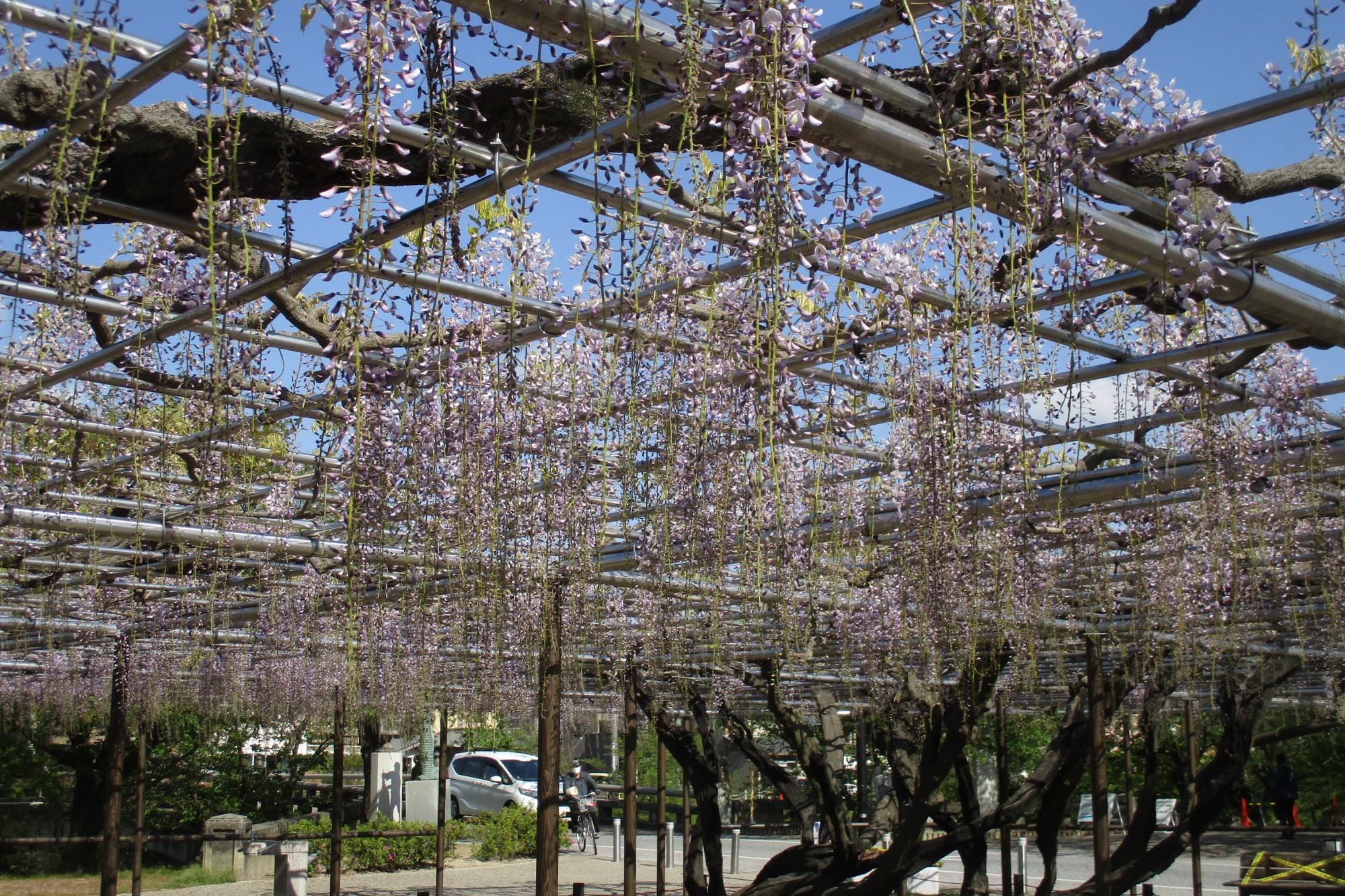 2020年4月24日（金）五万石ふじの開花状況を公開しました！