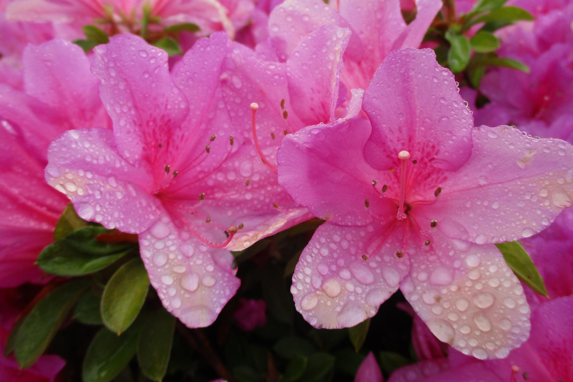 2020年のツツジの開花状況はこちらです！