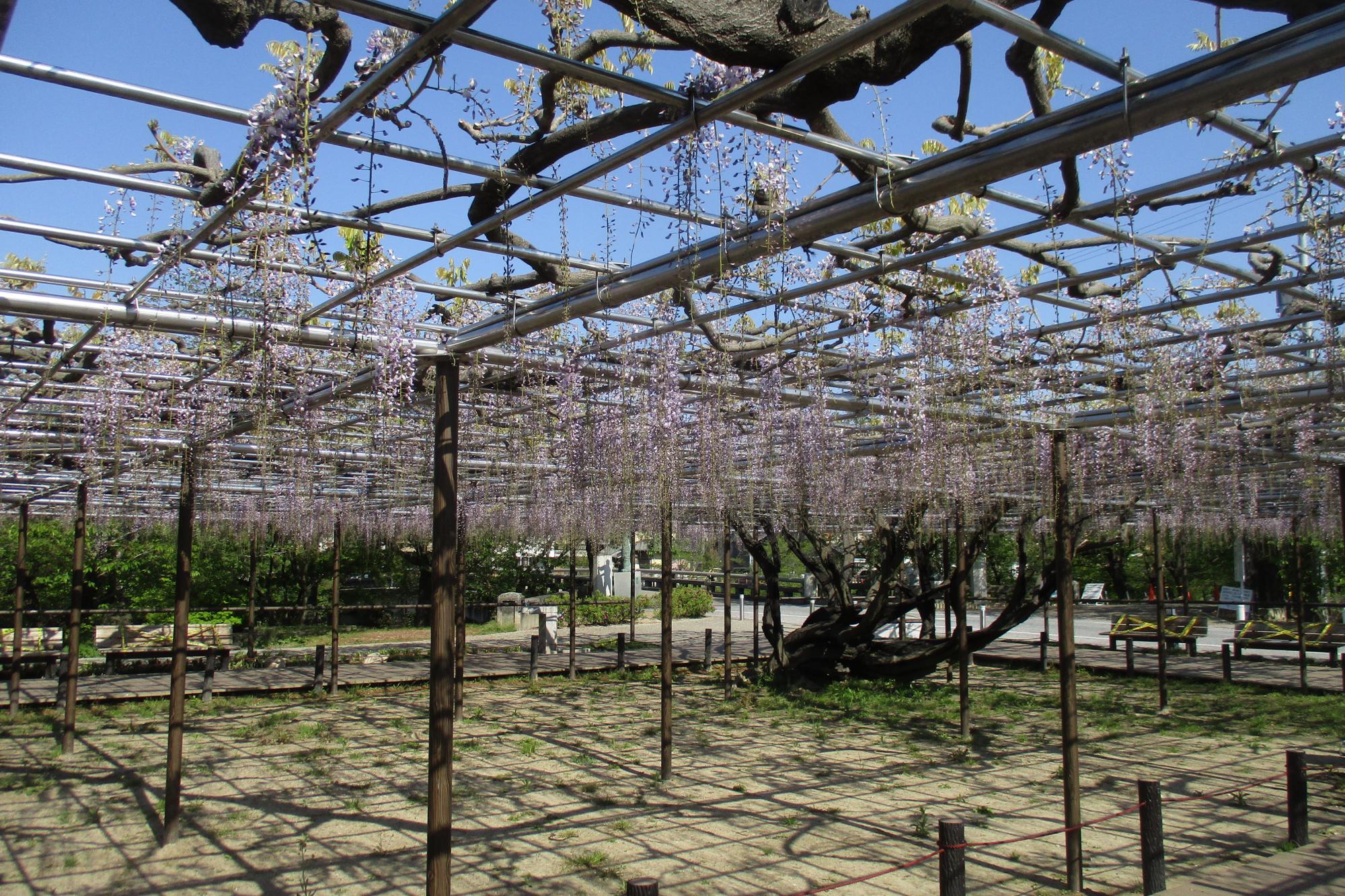 2020年4月25日（土）五万石ふじの開花状況を公開しました！