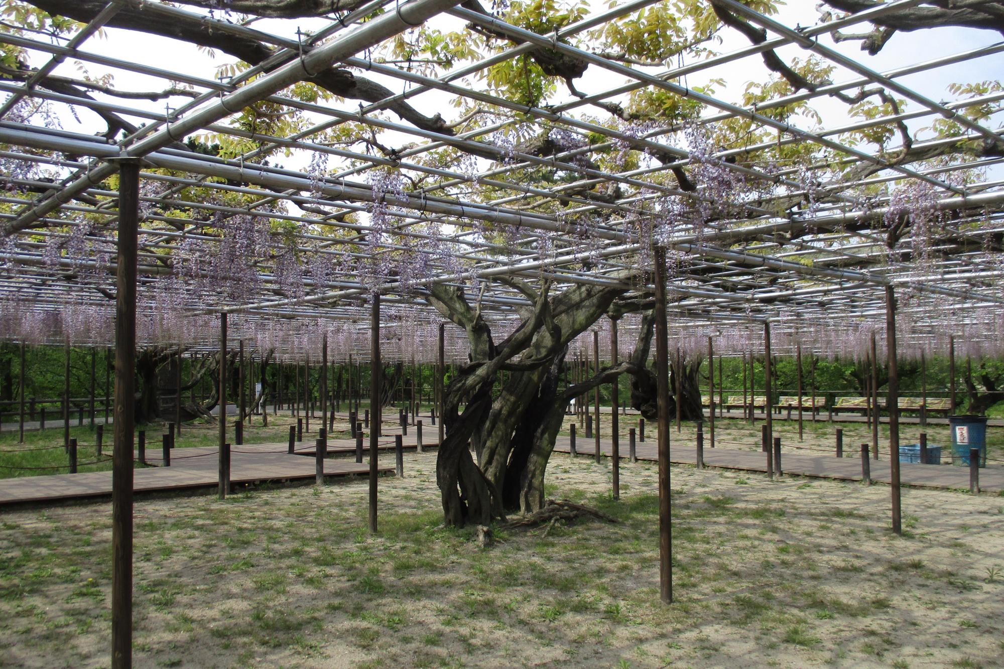 2020年4月26日（日）五万石ふじの開花状況を公開しました！