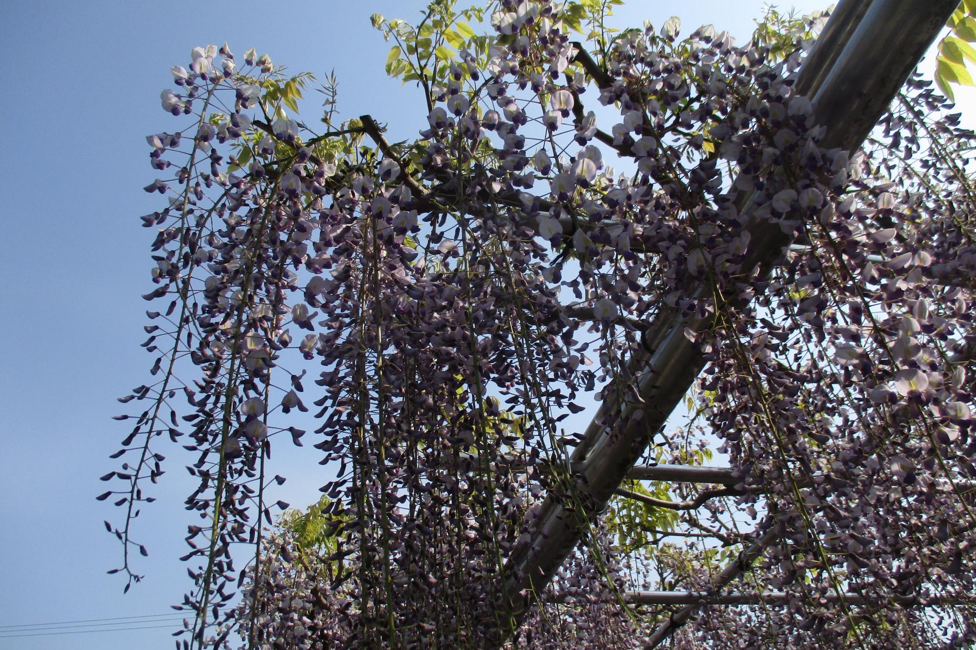 2020年4月27日（月）五万石ふじの開花状況を公開しました！