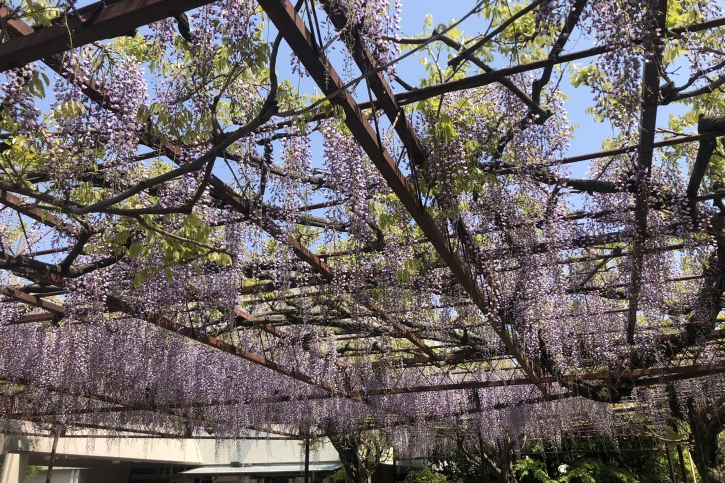 4月27日（月）徳王神社の藤の開花状況をお知らせします！