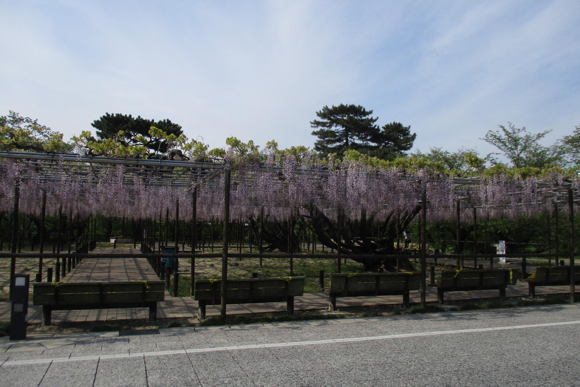 2020年4月28日（火）五万石ふじの開花状況を公開しました！