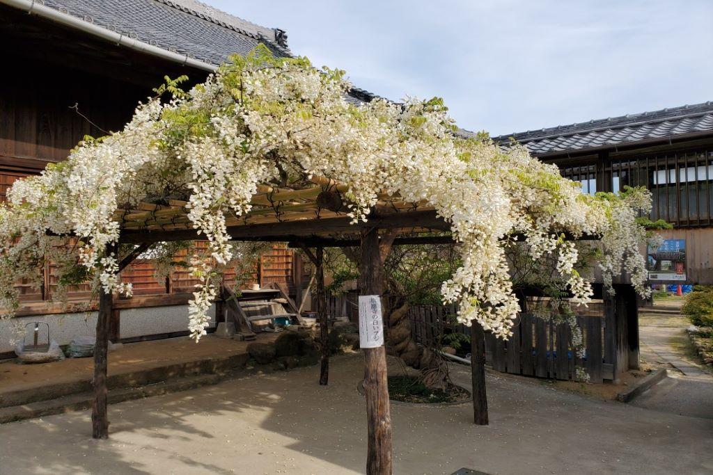 4月28日（火）の松應寺の白藤の開花情報を更新しました！