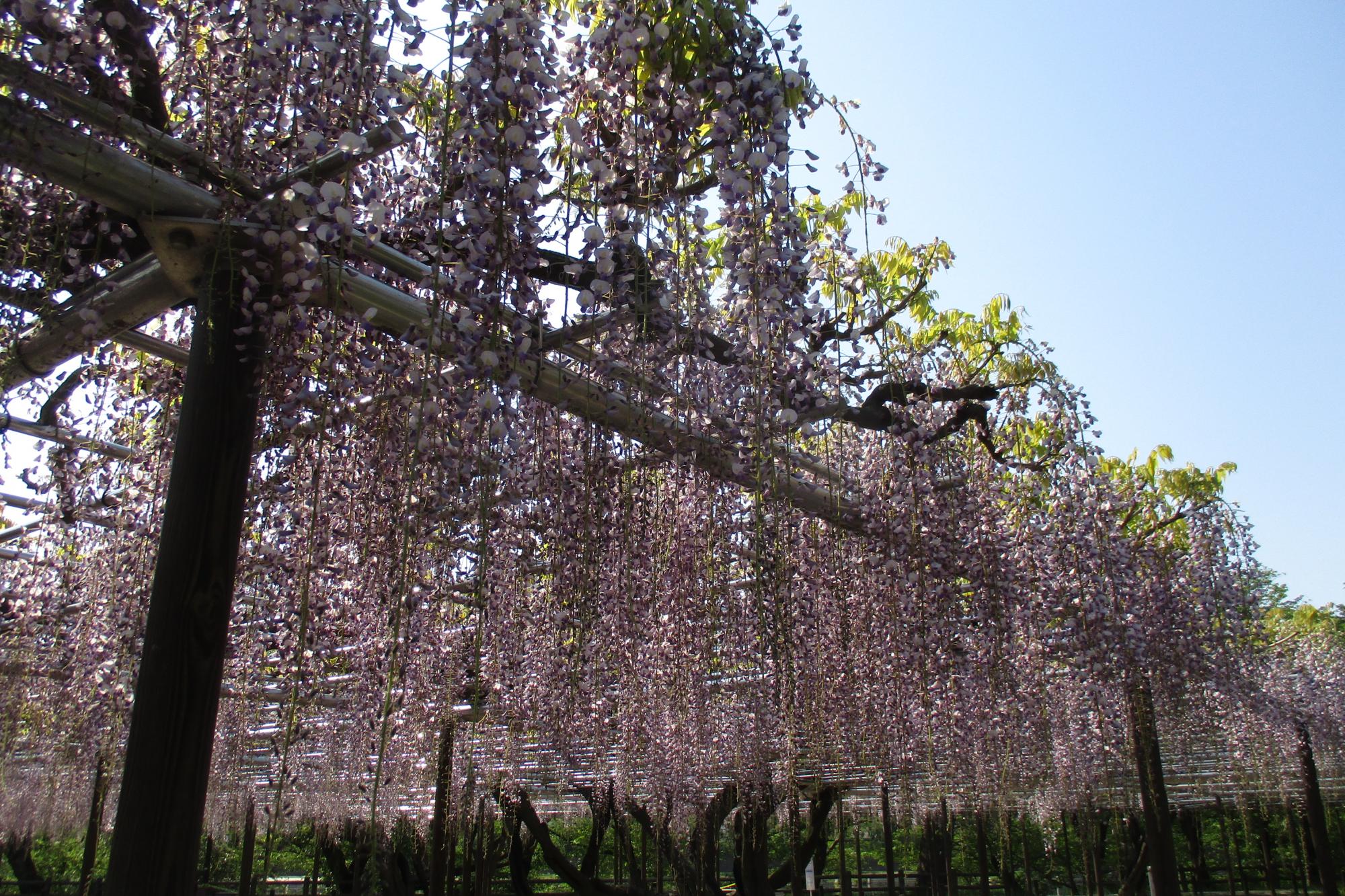 2020年4月29日（水）五万石ふじの開花状況を公開しました！