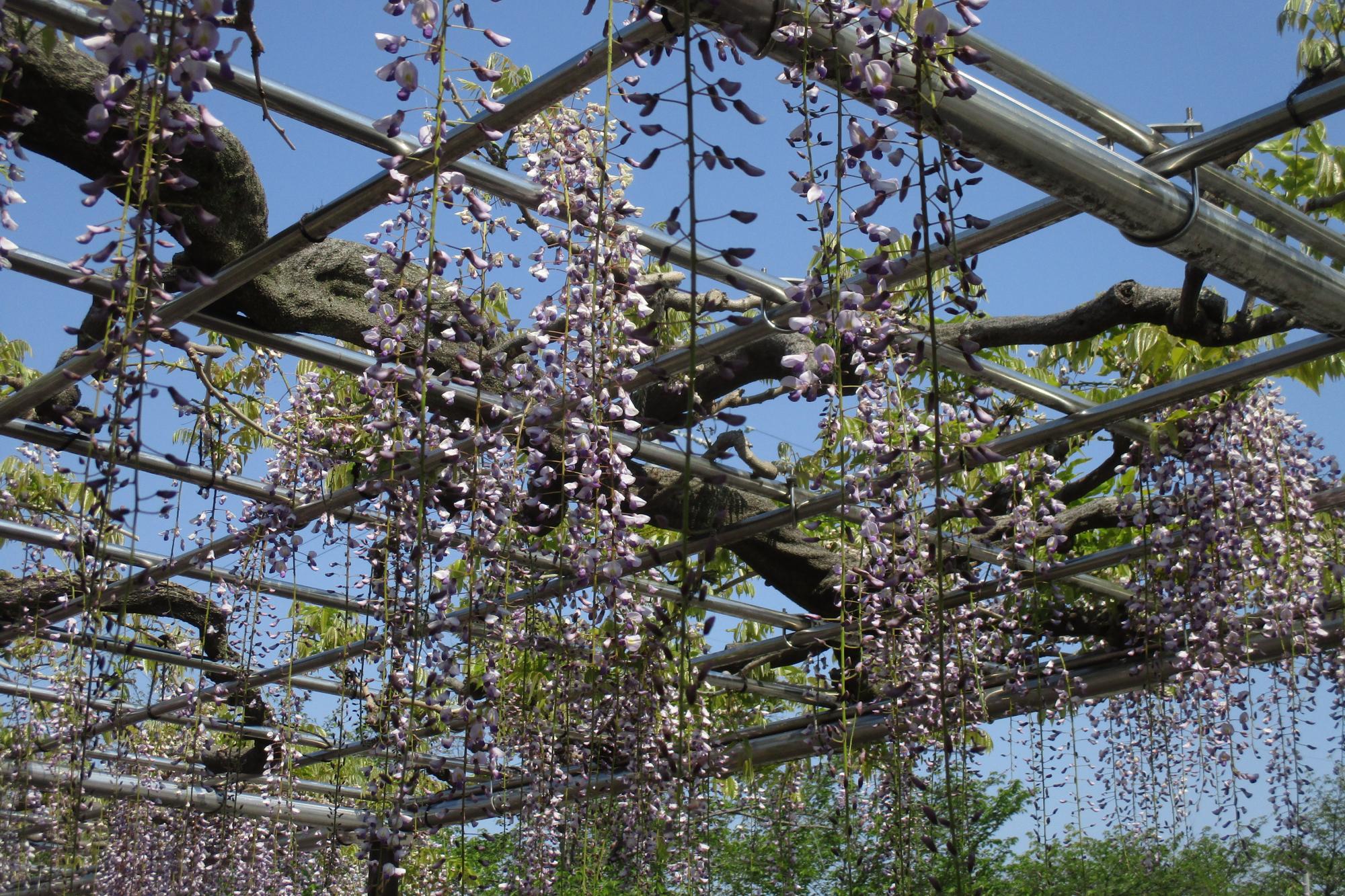 2020年4月30日（木）五万石ふじの開花状況を公開しました!