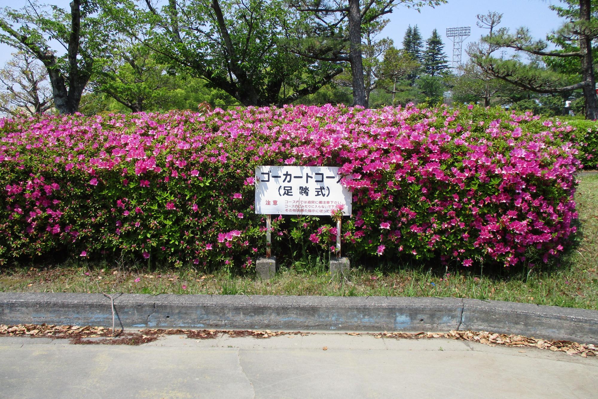 2020年5月2日現在のツツジの開花状況はこちらです！
