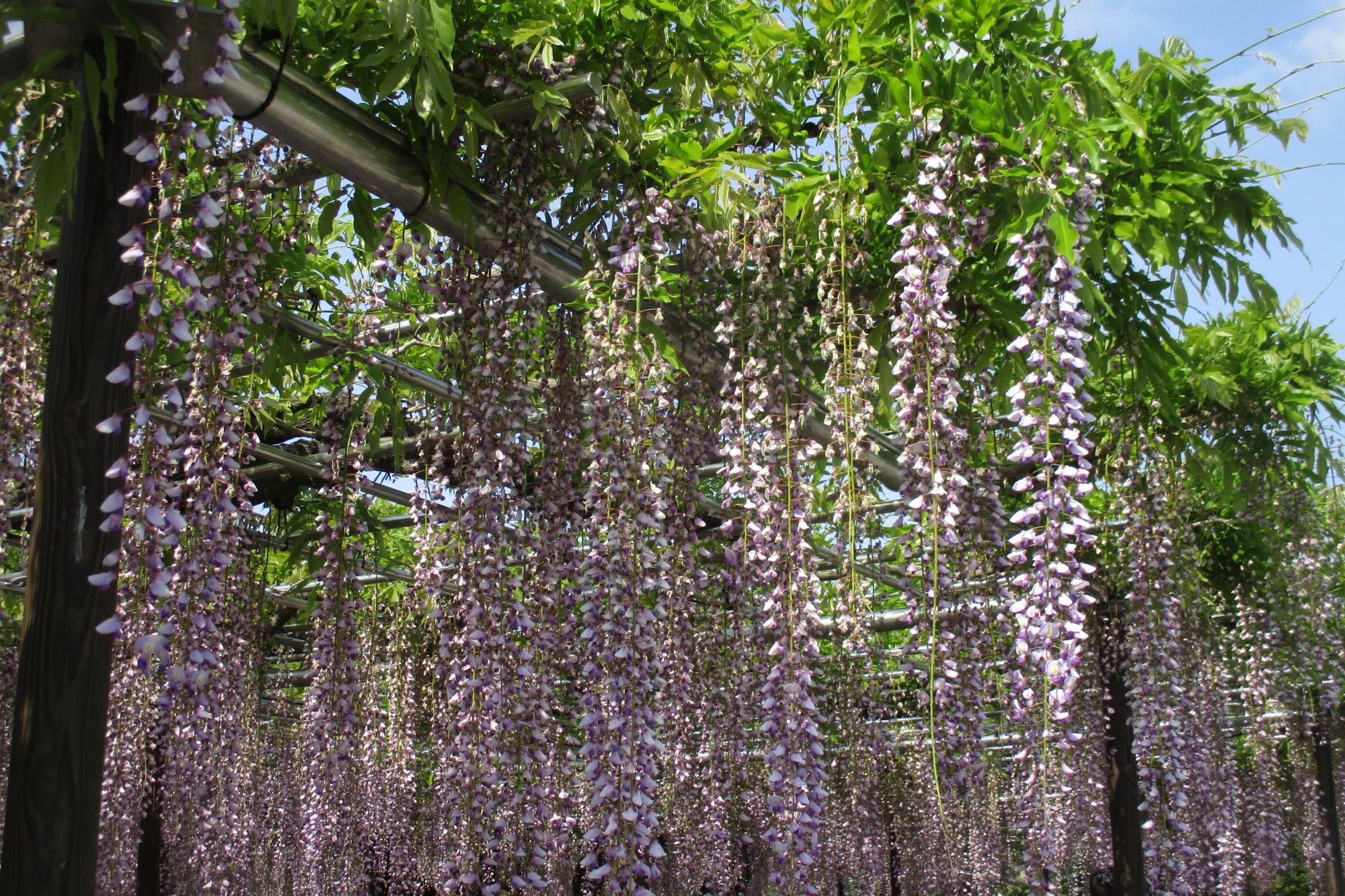 2020年5月5日（火）五万石ふじの開花状況を公開しました！