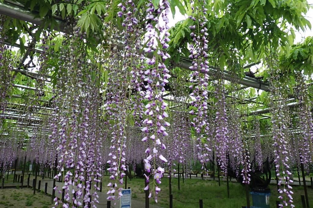 2020年5月6日（水）五万石ふじの開花状況を公開しました!