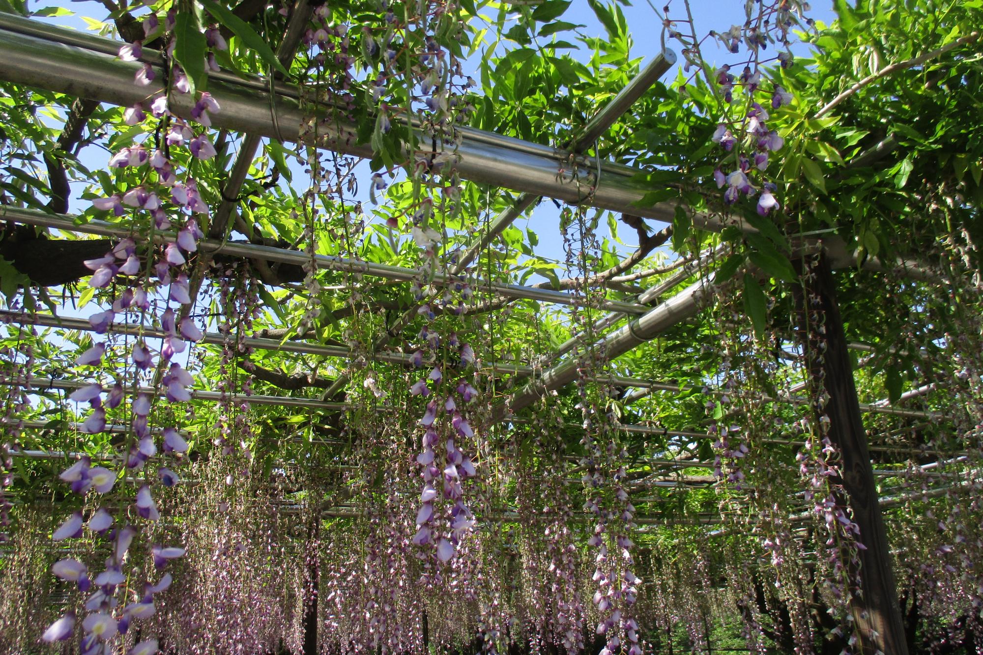 2020年5月8日（金）五万石ふじの開花状況を公開しました！