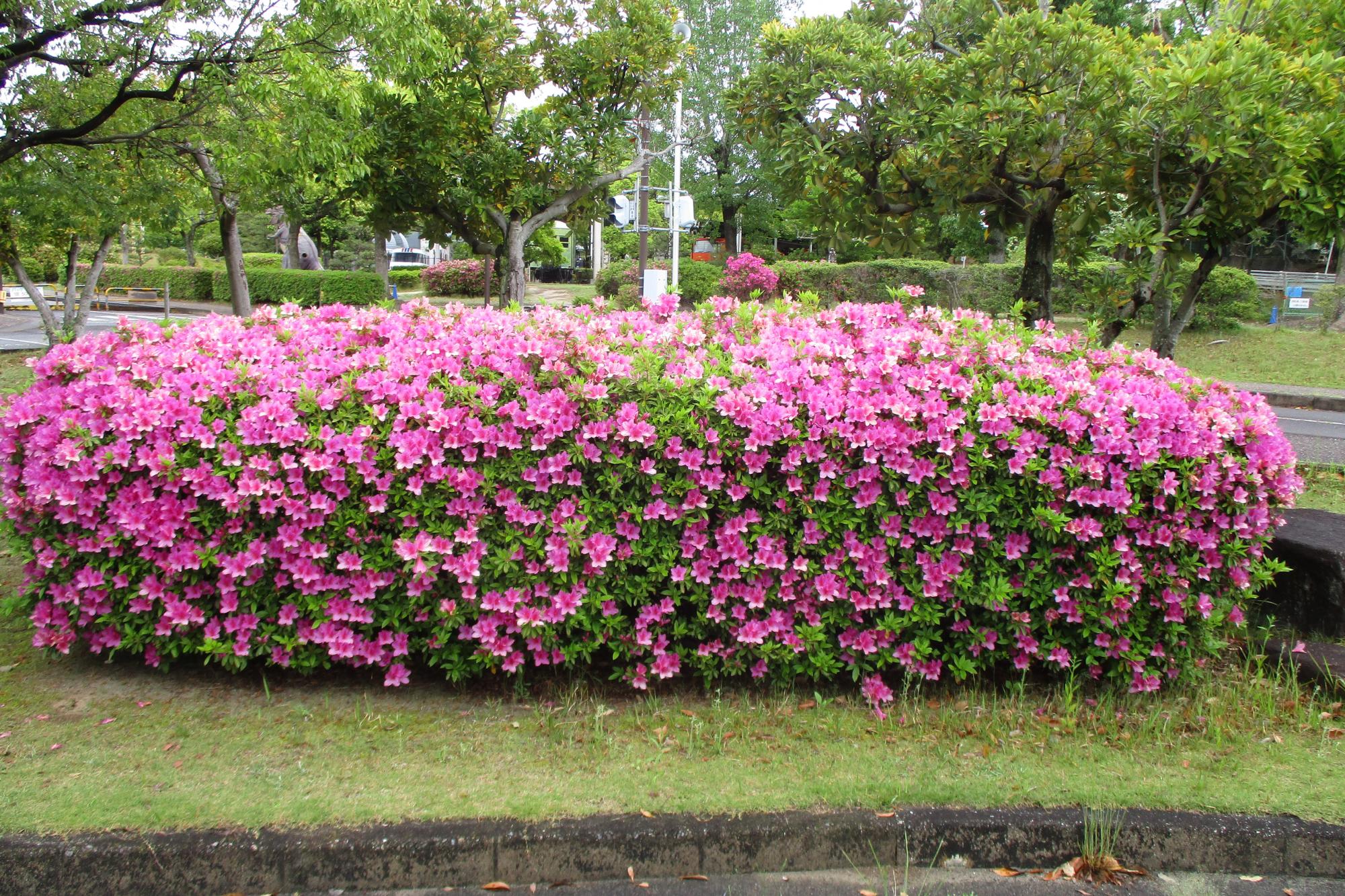 2020年5月10日現在のツツジの開花状況はこちらです！