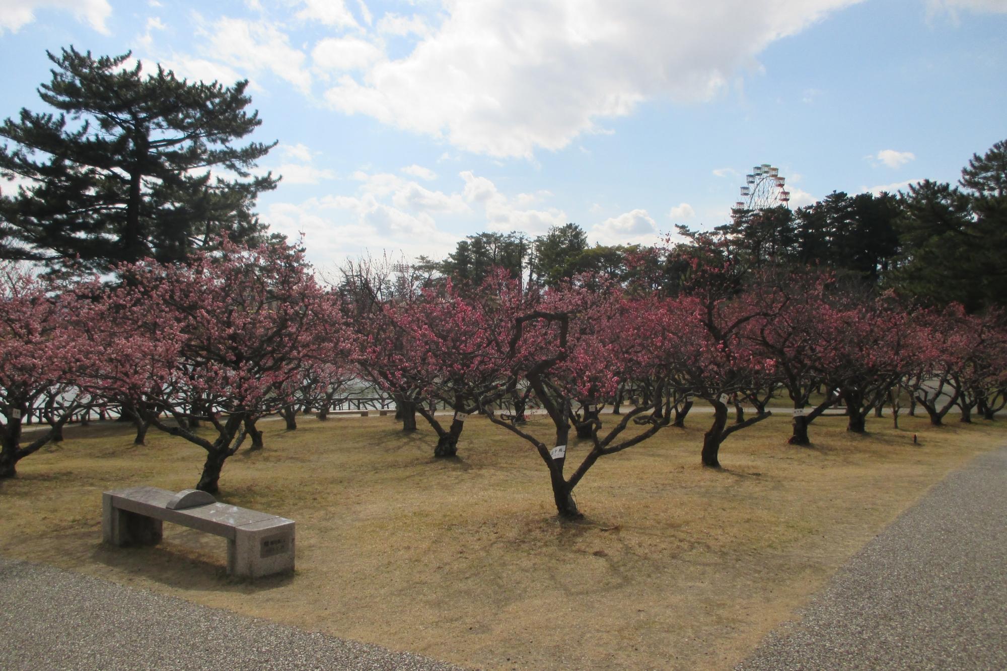 3月11日現在の葵梅林の様子を掲載しました！