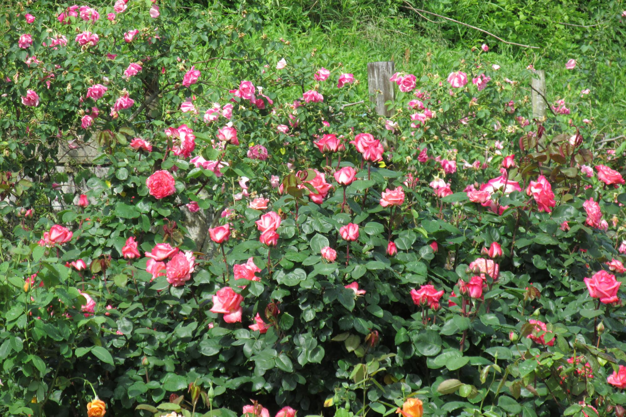 5月17日(日)バラの開花状況を更新しました！