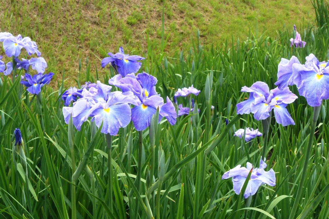 2020年、東公園の花菖蒲の開花情報はこちら！