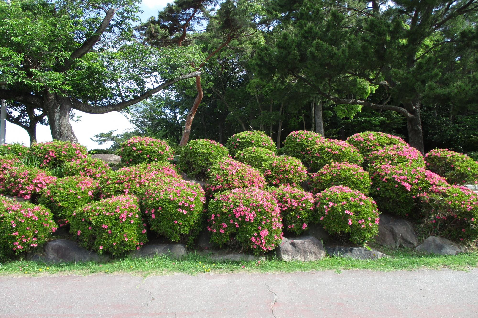 2020年のサツキの開花状況はこちらです！