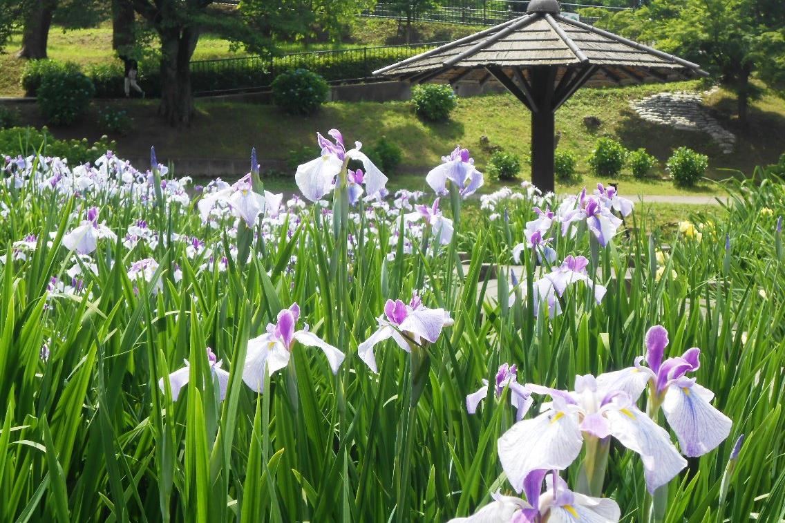 6月2日（火）の花菖蒲の様子を更新しました。