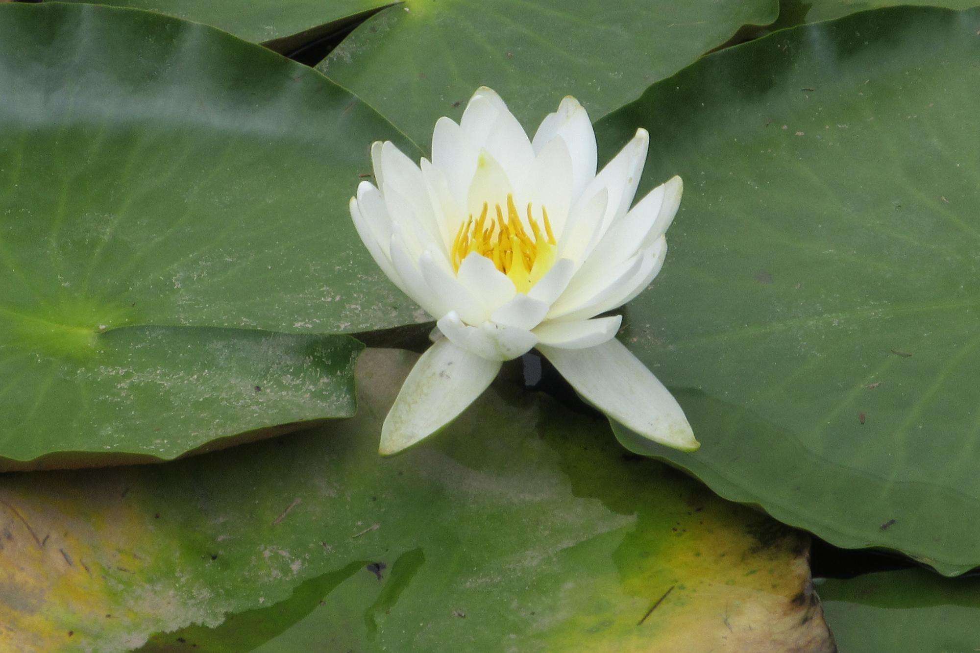 2020年のヒツジ草の開花状況はこちらです！
