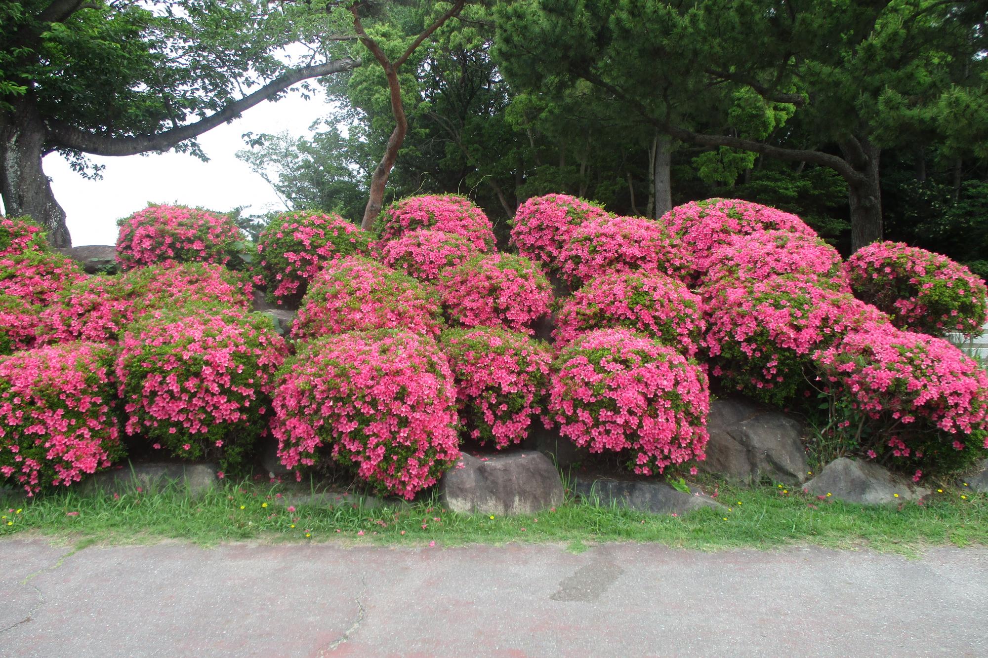 2020年6月4日現在のサツキの開花状況はこちらです！
