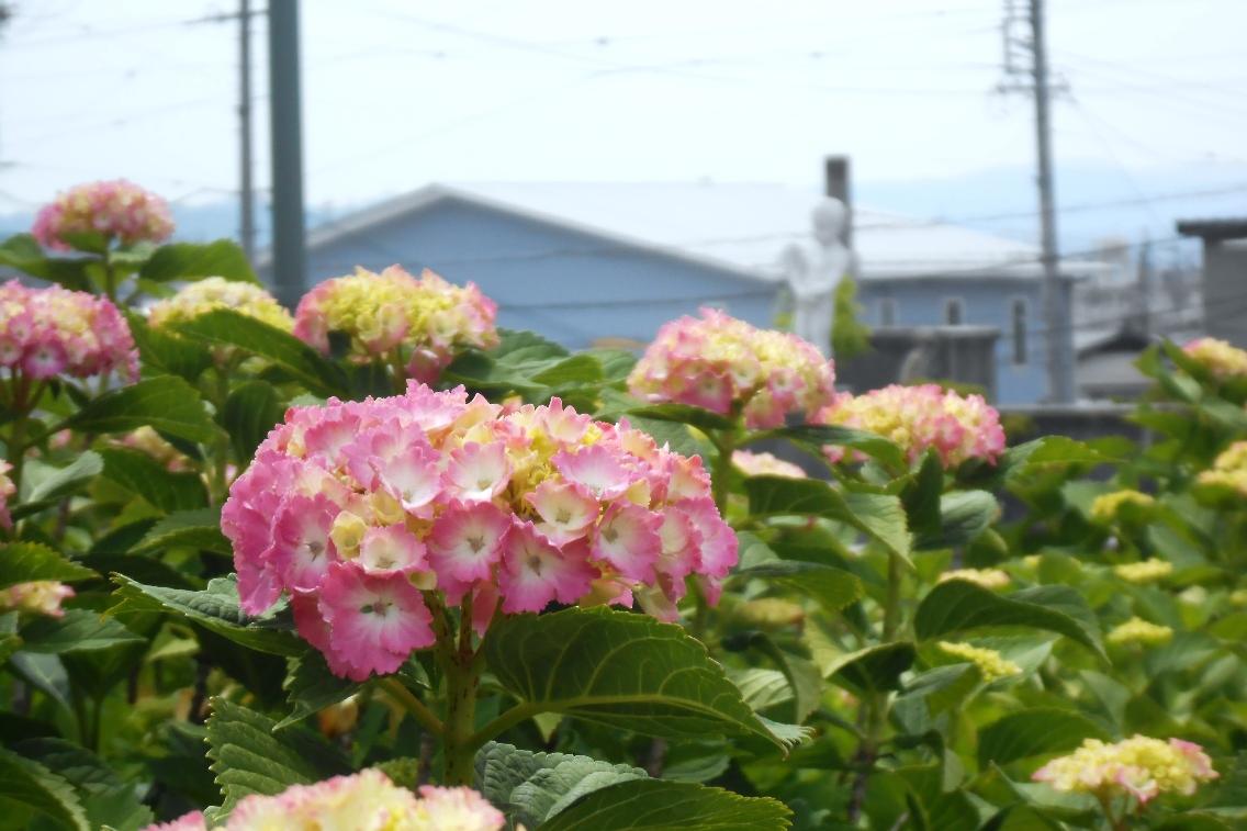 6月4日（木）のあじさいの様子を更新しました。