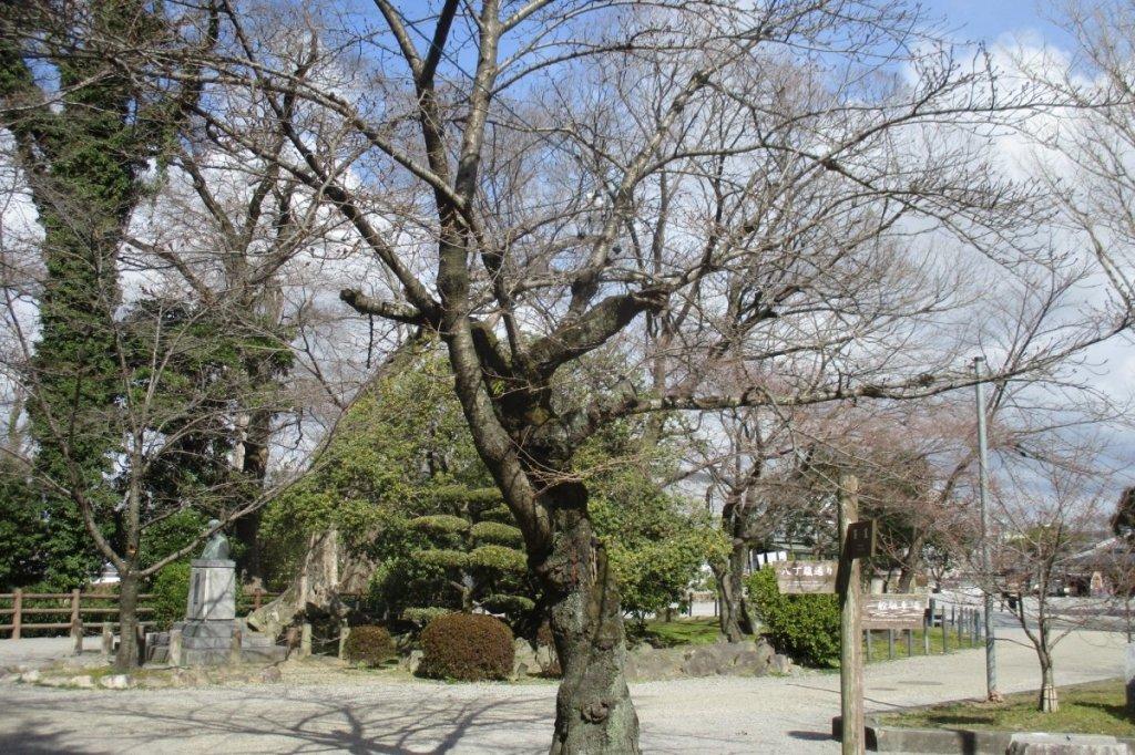 3月15日の桜の開花状況を公開しました。