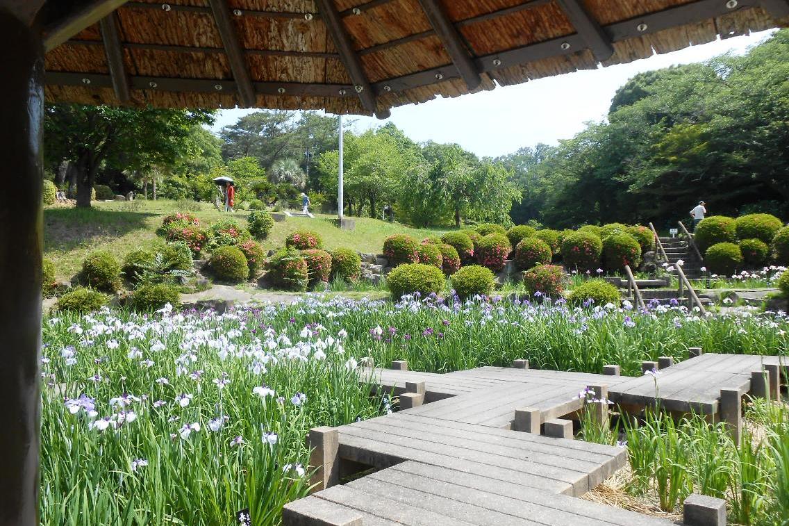 6月5日（金）の花菖蒲の様子を更新しました。