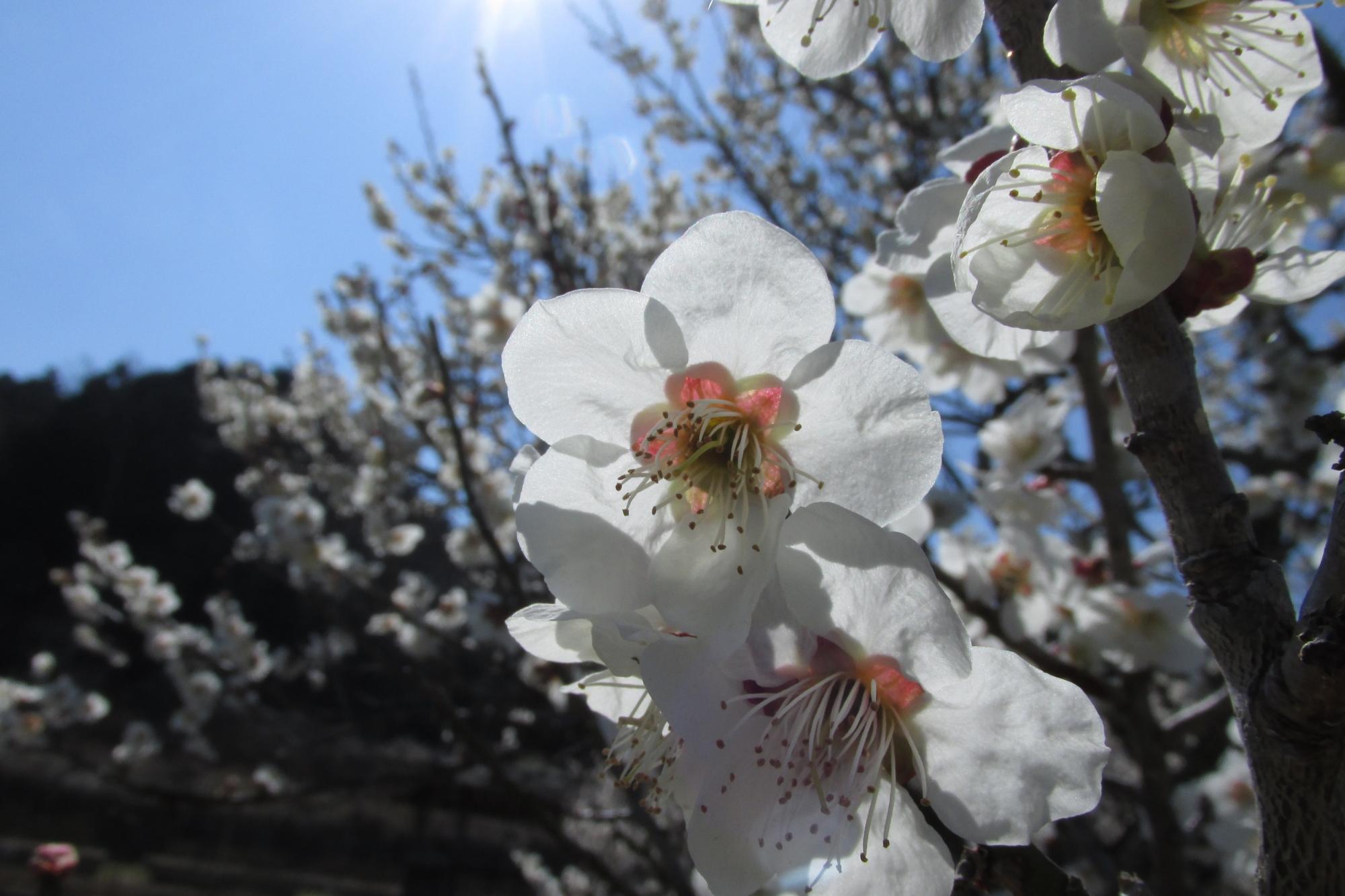3月14日　梅の花が「満開」を迎えました！奥殿陣屋に春到来です！