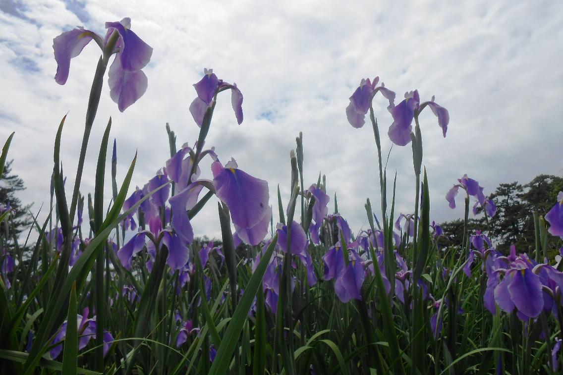 6月12日（金）の花菖蒲の様子を更新しました。