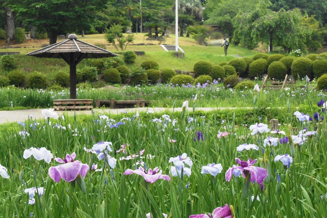 6月16日（火）の花菖蒲の様子を更新しました。