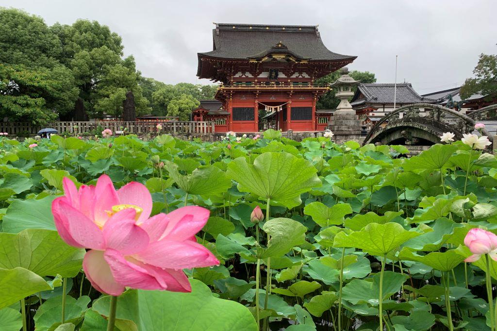 6月28日（日）の伊賀八幡宮のハスの開花状況を更新しました！